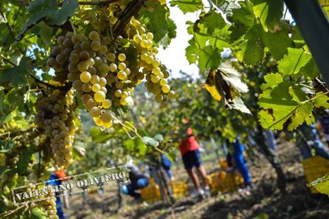 Festa della Vendemmia