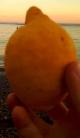 Il limone Il limone